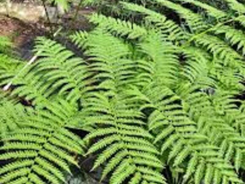 Cyathea lepifera México