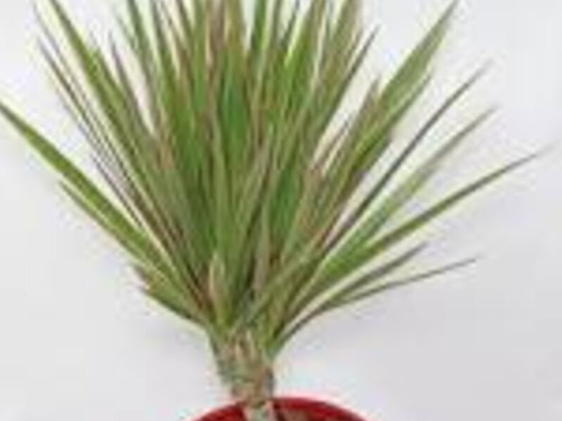 Dracaena reflexa México