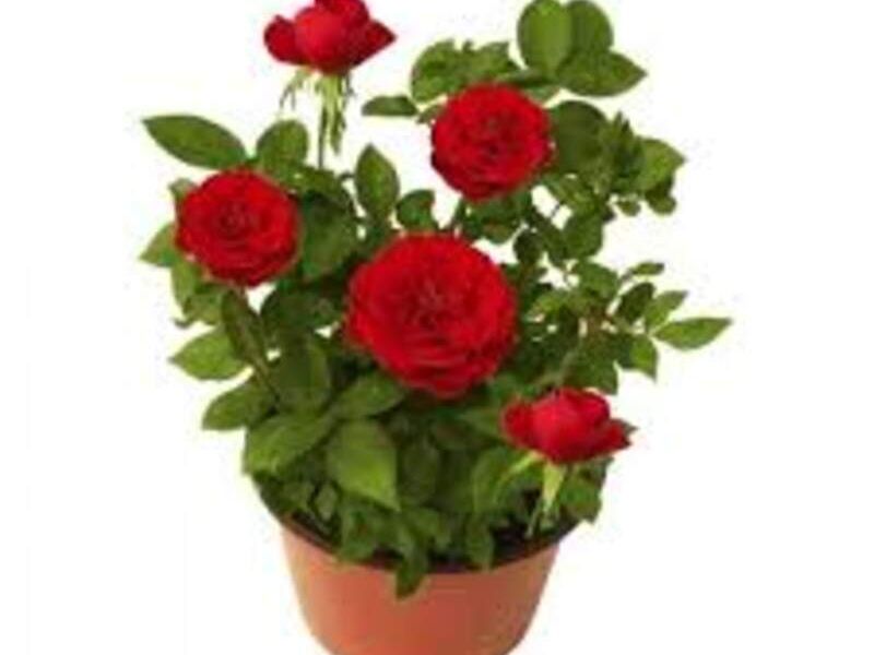 Rosa Coster México