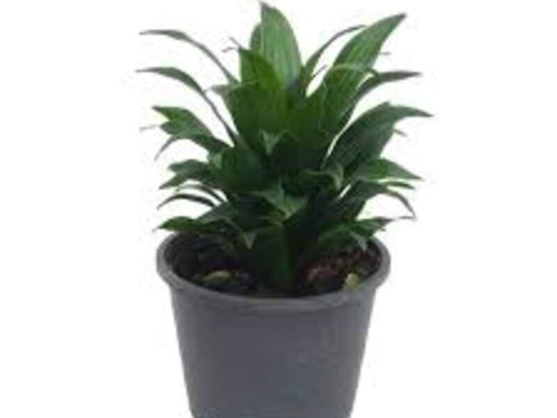 Dracena Compacta México