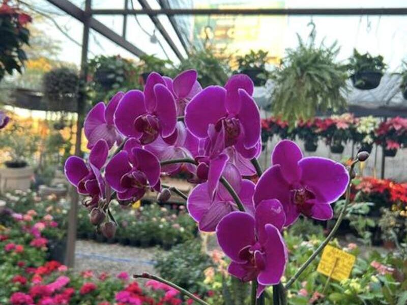 Orquídeas Lila México