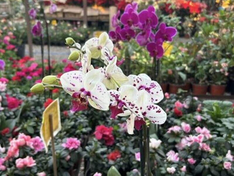 Orquídeas Blanca México