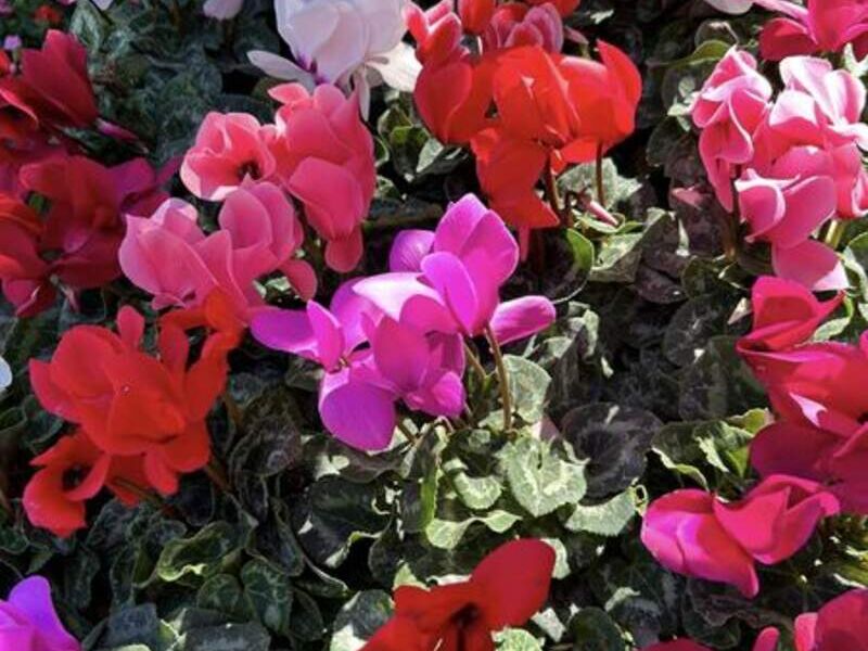 Violetas México