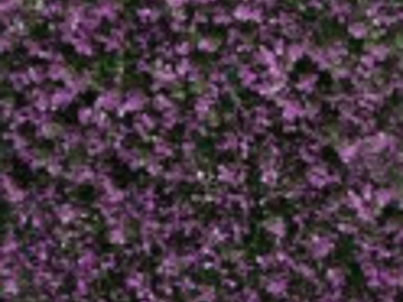 Muro Sintético Morado Puebla