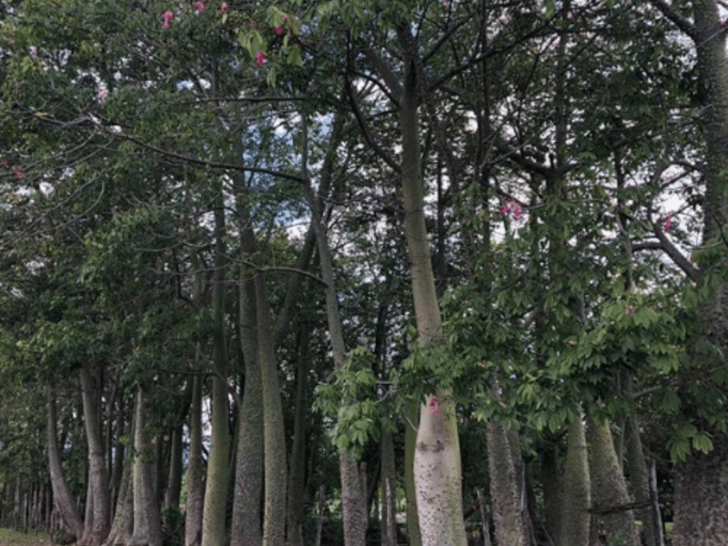 CEIBA México