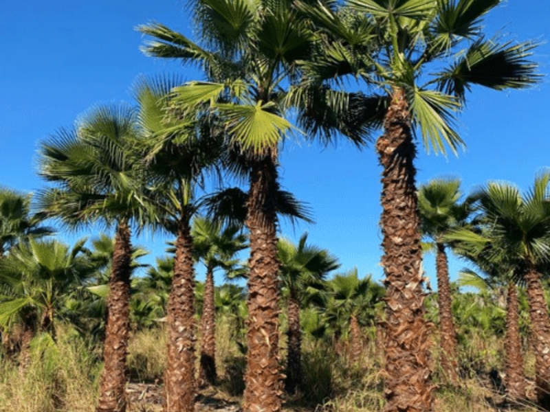 PALMA DE ABANICO México