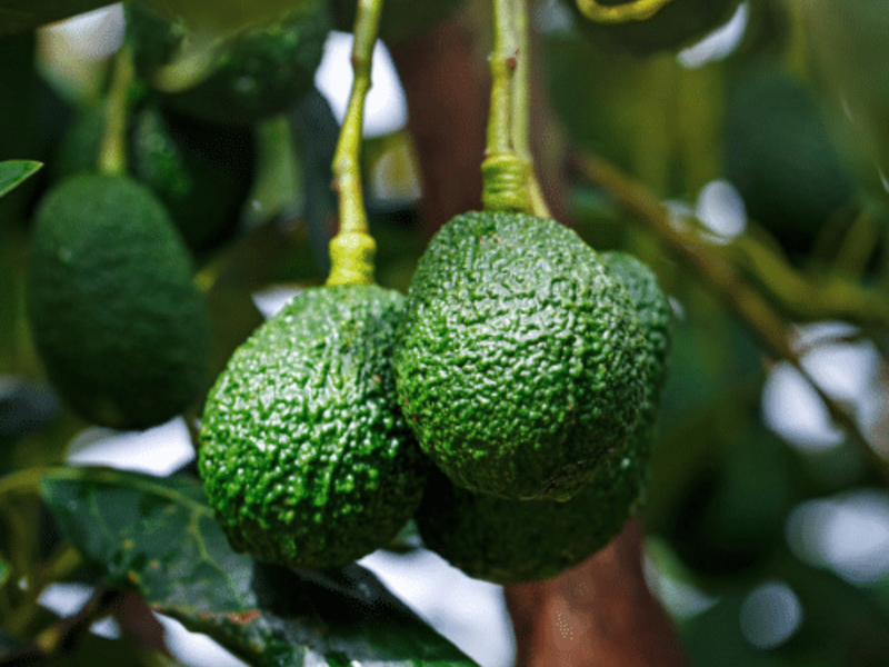 AGUACATE HASS México
