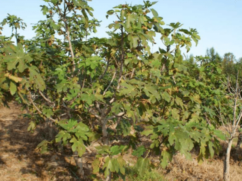 HIGUERA México