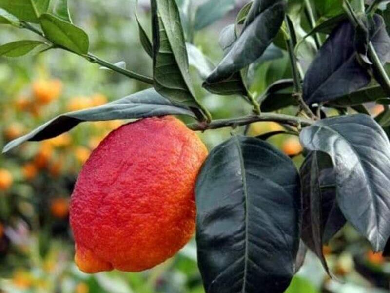 LIMÓN ROJO México