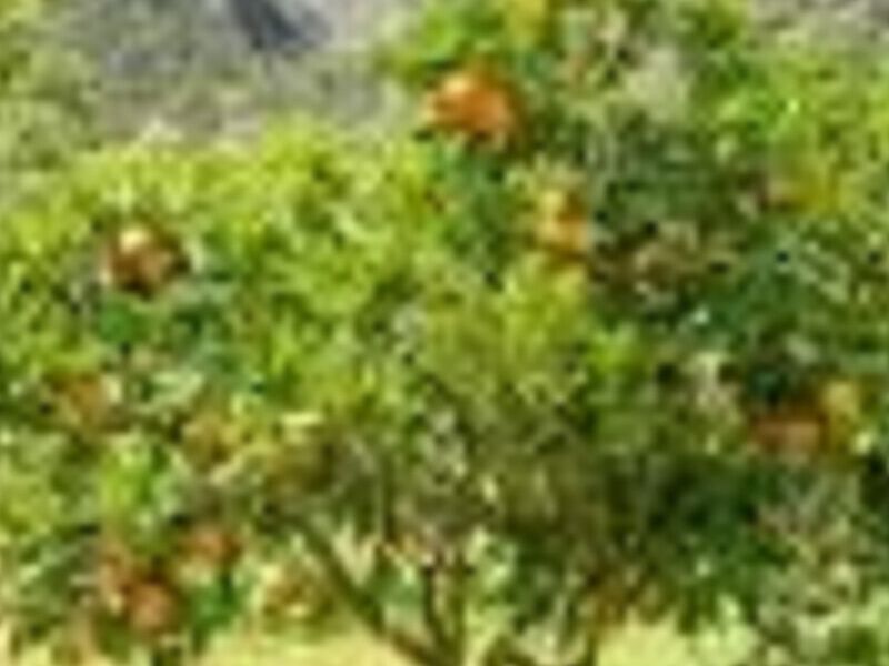 Naranjo México