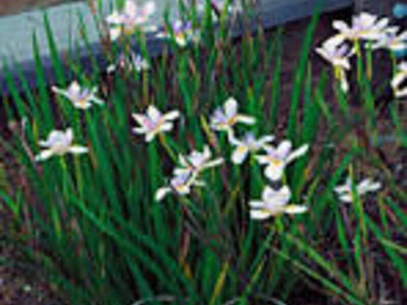 Lirio Persa México