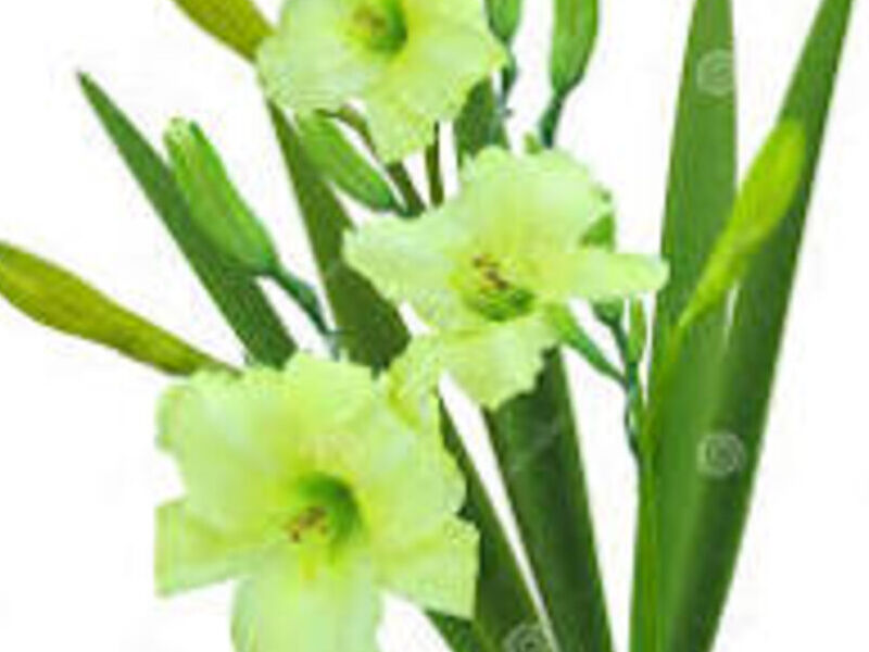 Lirio verde México