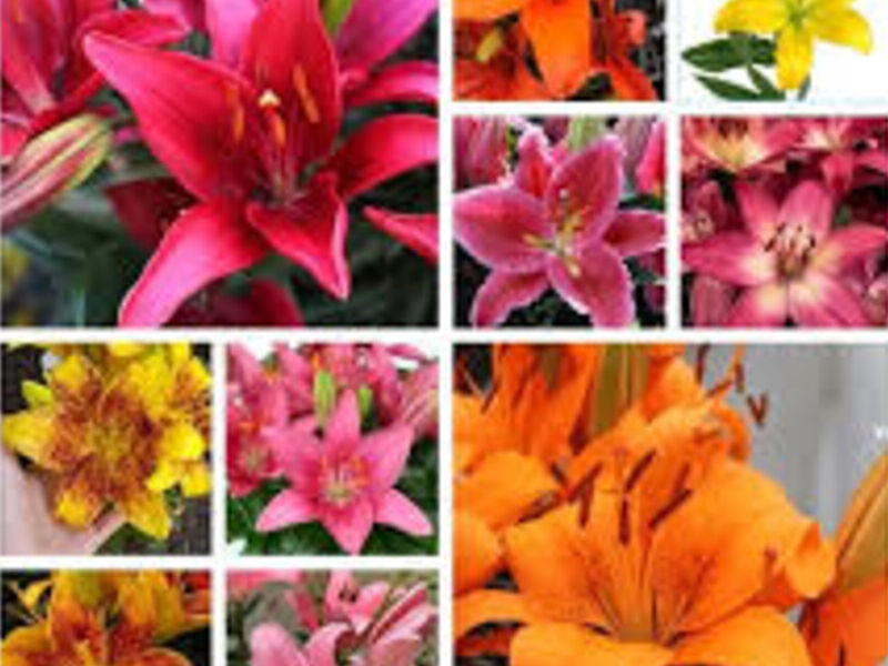 Bulbos De Lilys México