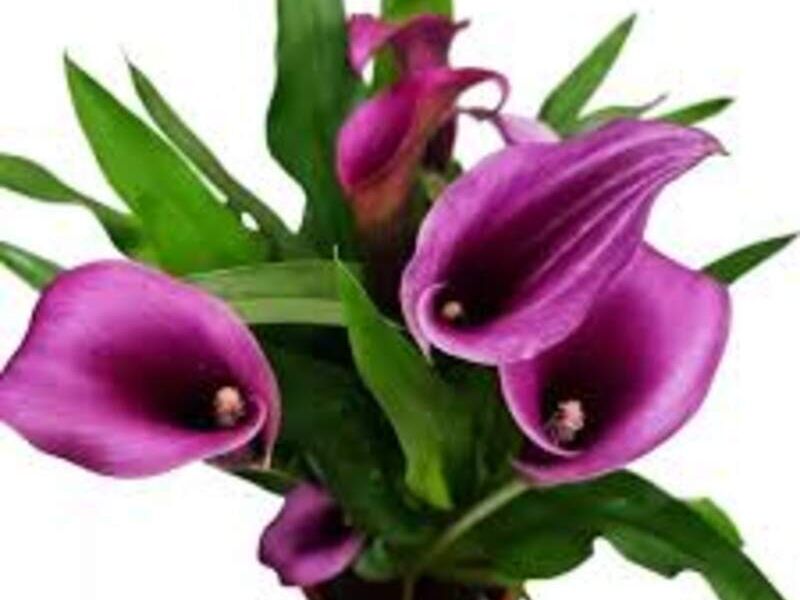 Jumbo Bulbos Alcatraz Calla Lily México