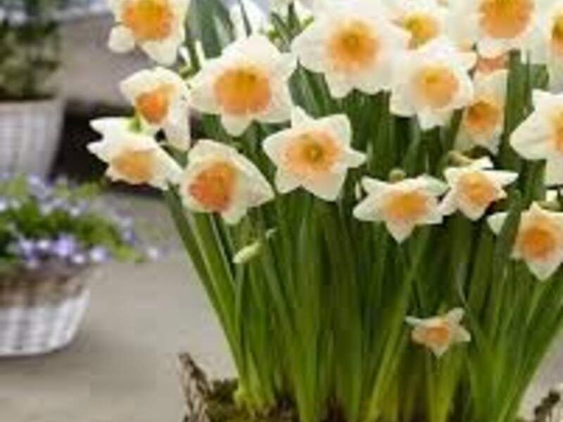 Bulbo De Narciso México