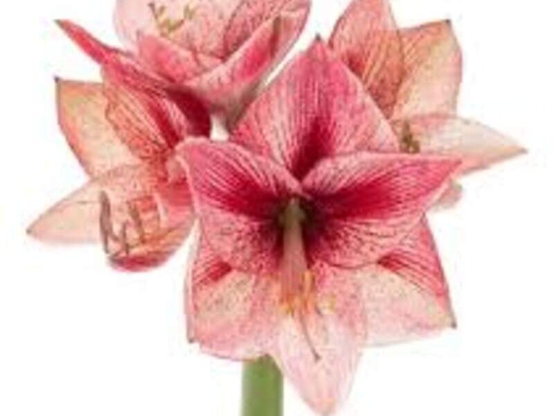 Bulbo Adulto De Amarilys Hippeastrum México