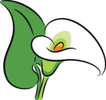 Calla Lily Mexico