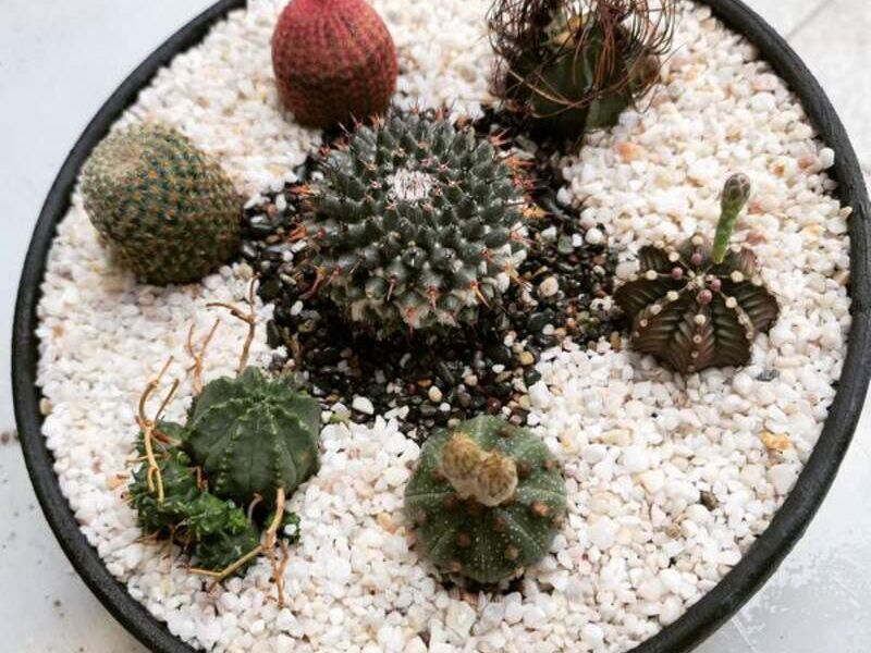 Terrario  México