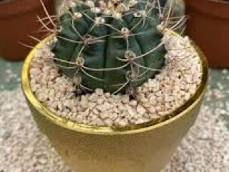 Acantocalycium tonantium México