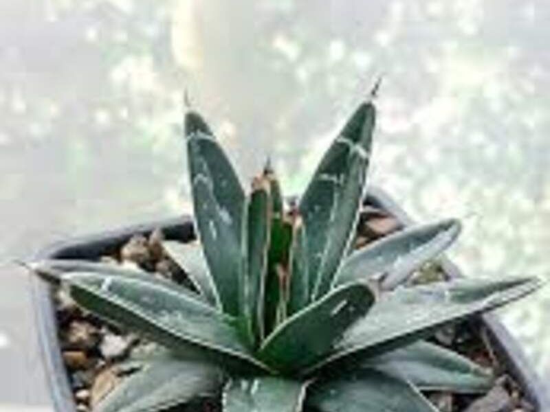 Agave parviflora México
