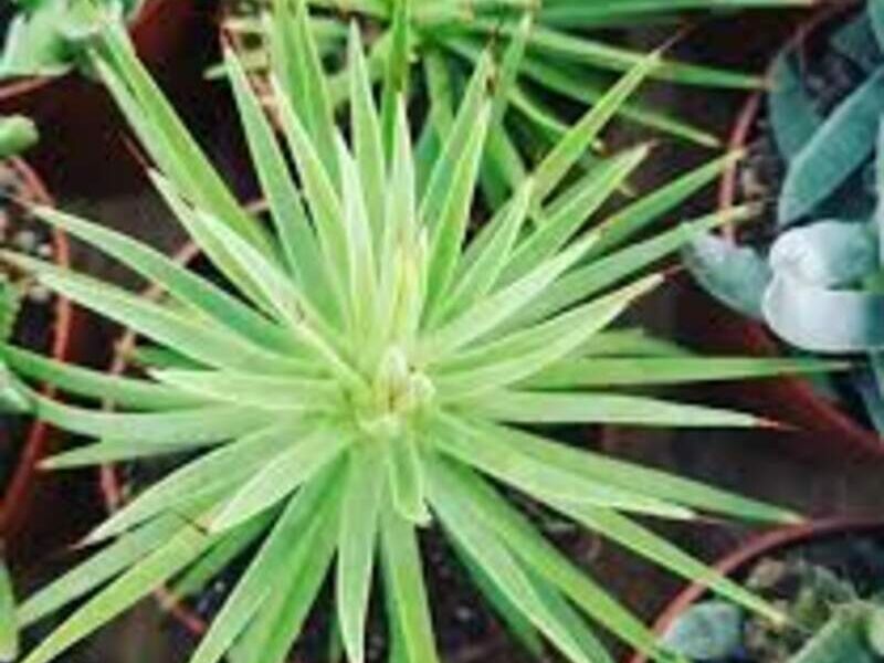 Agave stricta nana México