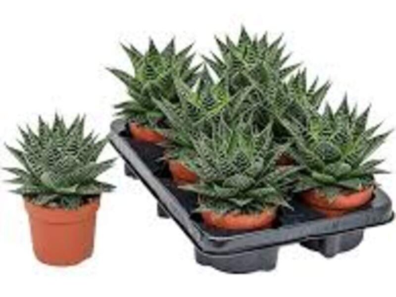 Aloe gasteria México