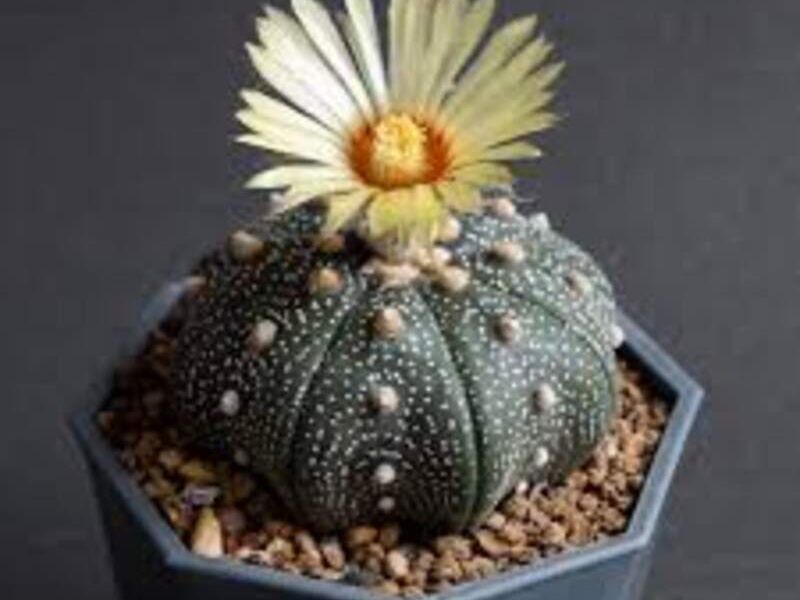Astrophytum asterias super kabuto México