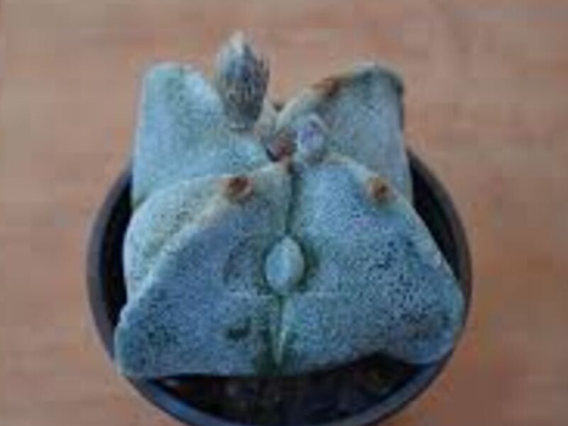 Astrophytum miriostigma  tricostatum México