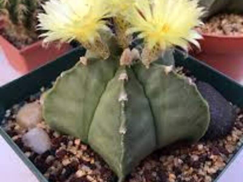 Astropytum miriostigma nudum México
