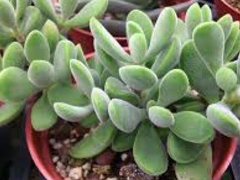 Crassula coralito México