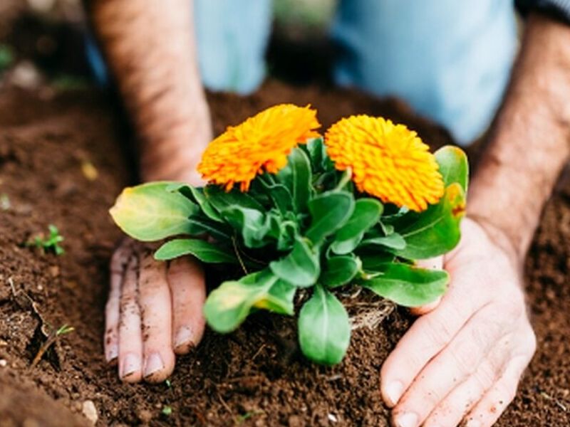 Jardinería 4