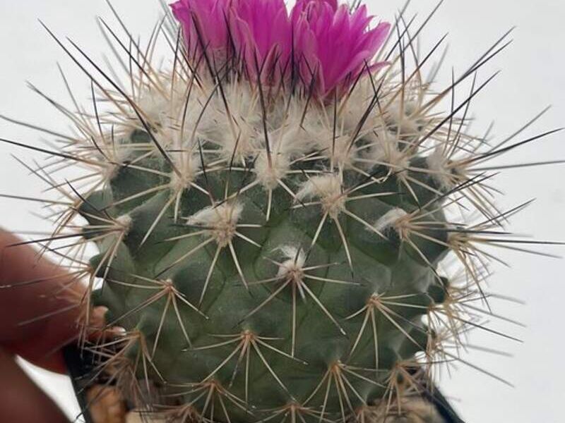 Turbinicarpus viereckii reconditus México