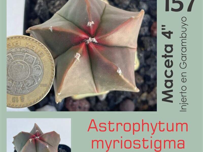 Astrophytum myriostigma kikko kohyo México