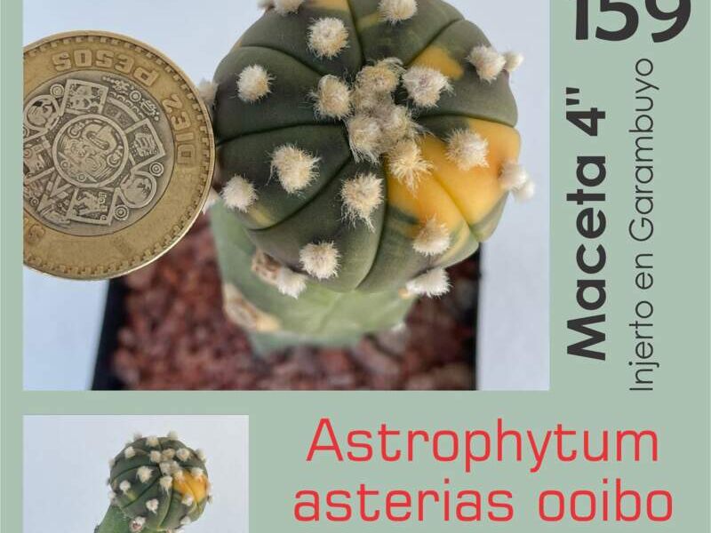 Astrophytum asterias ooibo variegado México