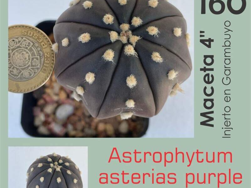 Astrophytum asterias purple starshape México