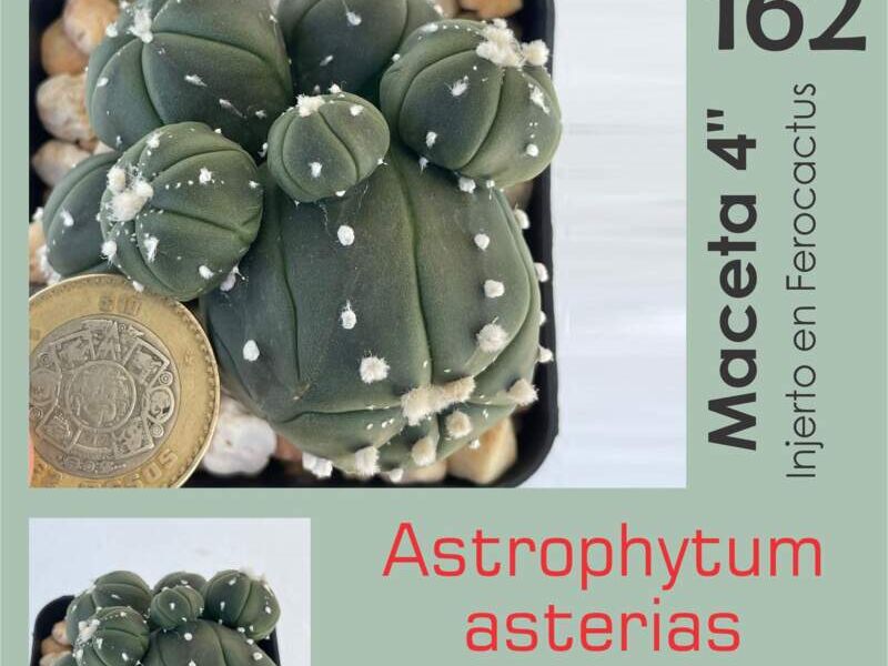Astrophytum asterias prolifero México
