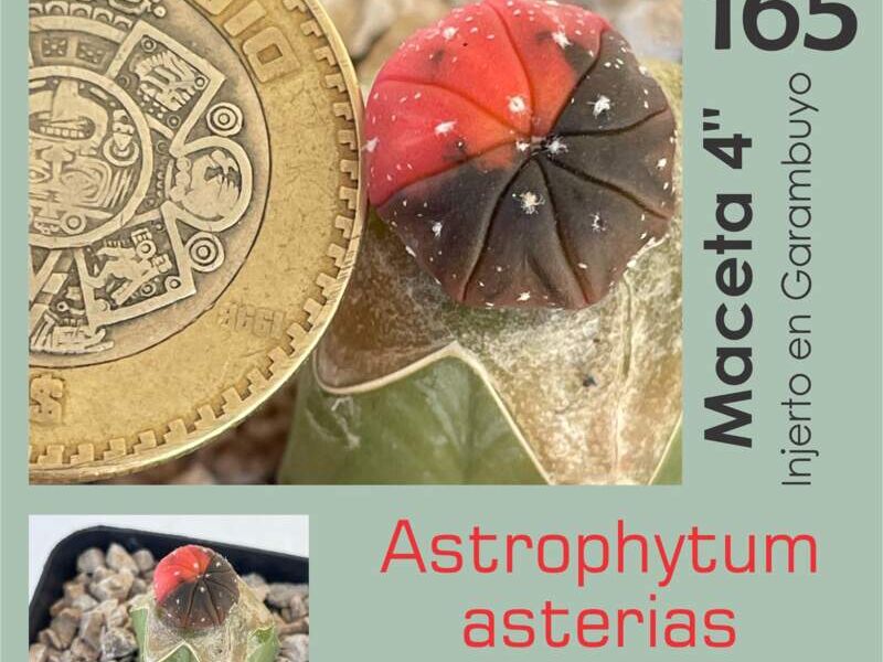Astrophytum asterias Purple Red México