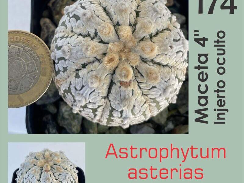 Astrophytum asterias superkabuto México