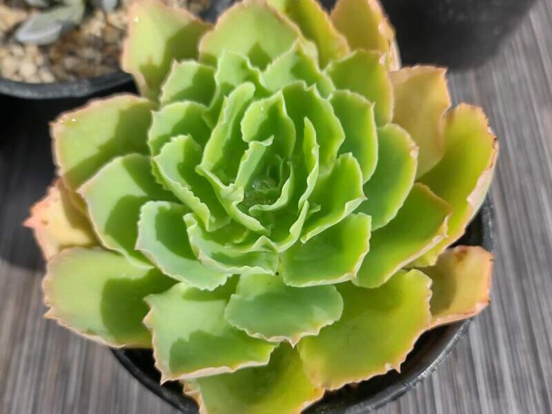 Echeveria México