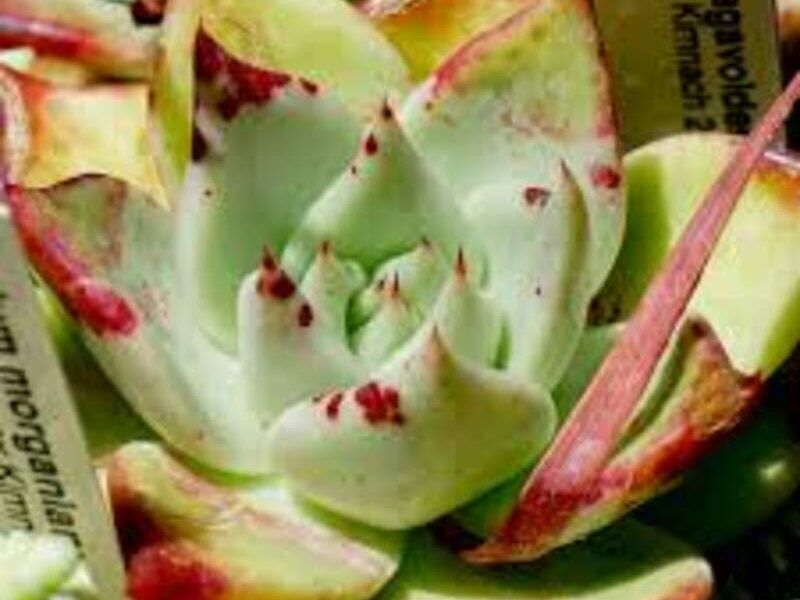 Echeveria agavoides México