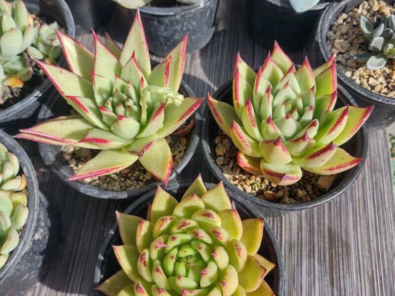Dudleya México