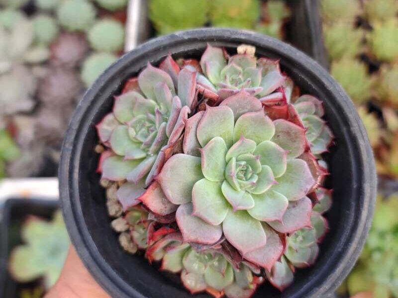 Echeveria elegans México