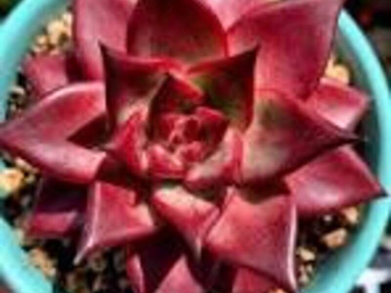  Echeveria Agavoides 'Romeo Rubín' México
