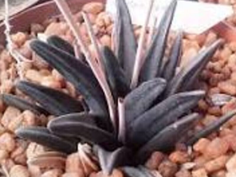 Haworthia sordida México