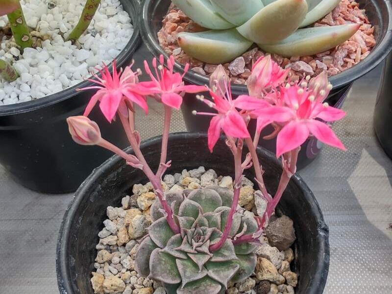 Graptopetalum bellum México