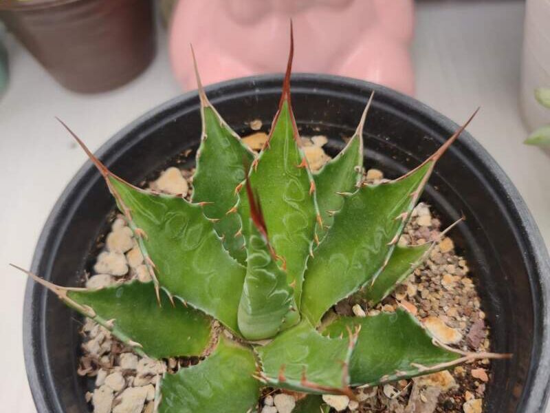Agave montana México