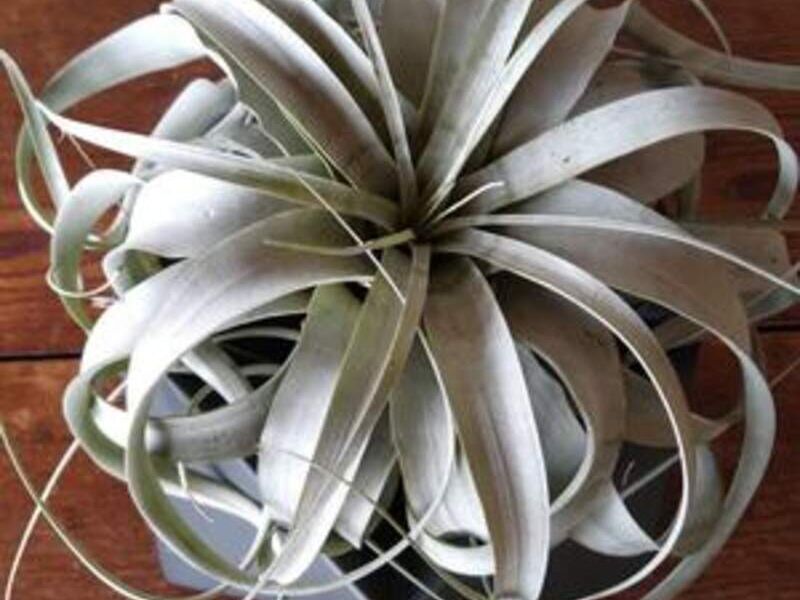 Tillandsia Xerographica México