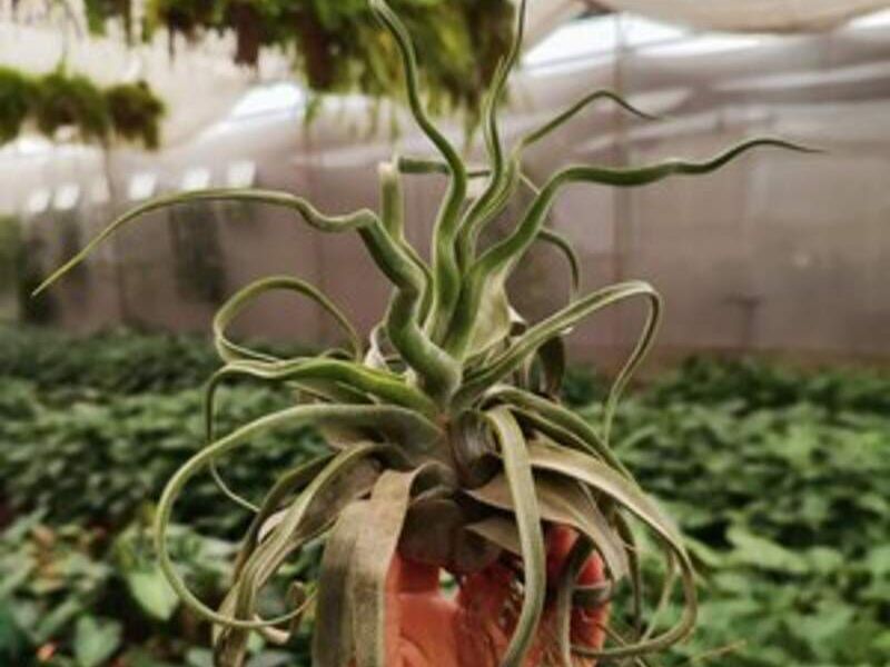 Tillandsia Streptophylla México