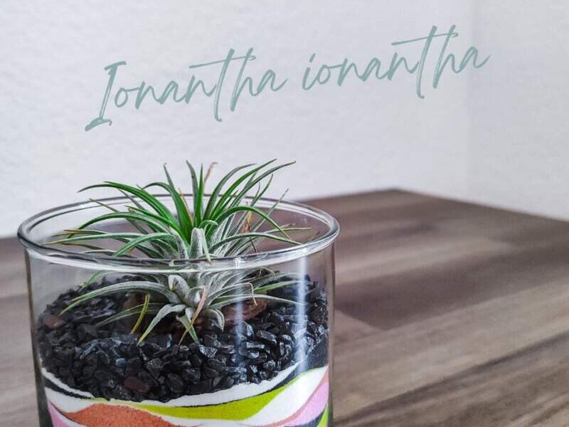 Tillandsia magnusiana México