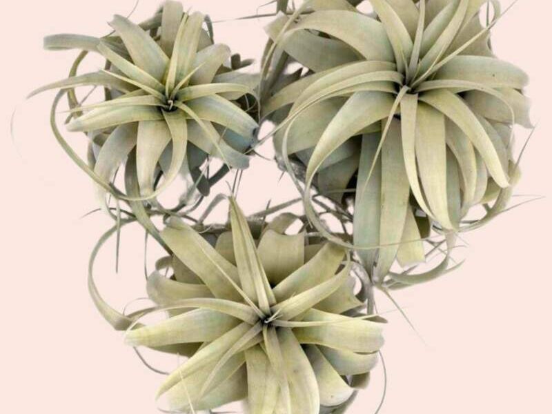 Tillandsia zacapatensis México